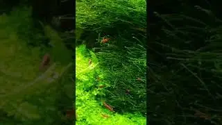 Are your shrimp bad to the bone?