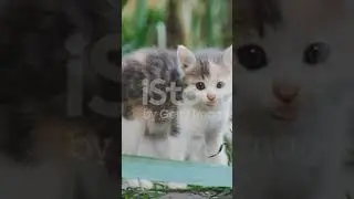 Милашки которые дарят улыбку(прошу прощение за прошлое видео)