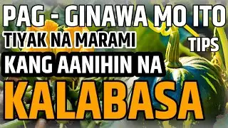 PAG - GINAWA MO ITO TIYAK NA MARAMI KANG AANIHIN NA KALABASA - KALABASA TIPS | D' GREEN THUMB