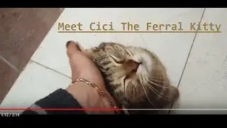 Ferral Cici, what Little Love & Care can Do to a Cat!