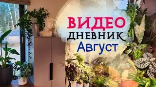 ВИДЕОДНЕВНИК цветовода | Август 2024