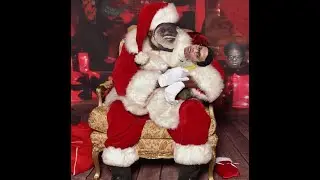 Silverback shows an "investigator" what his Black Rocket is all about