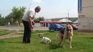 Кот Жора ежедневны прогулки.