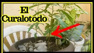 🌳 Como se Germina el arbol Pirul pimienta rosada/ (Schinus molle)