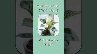 25 Plants I Can’t Stand, Part 2. Watch the full video on my channel! 🪴 #plants #houseplants #shorts