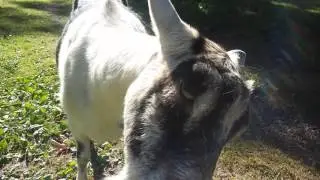 My free range goats