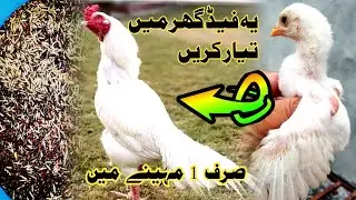 How To Grow Birds Faster (Feed Secrets) || Aseel Murga Setup || Misri Murgi Palan