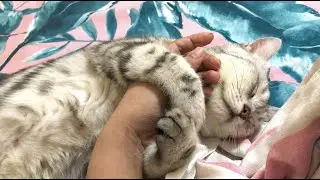 My Cat Won’t Let Go of My Hand! | Sweet Affectionate Cat