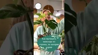 Пересадка монстеры Alba🌿 #монстера #комнатныерастения #ароидные #грунт #комнатноецветоводство