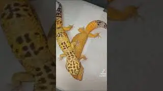 Свершилось! Банана отдалась Марти на третьем свидании!