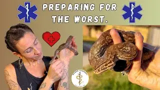 Emergency Preparedness for Pet Snakes: Essential Tips & First Aid Kit