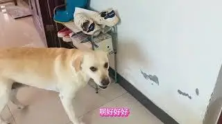我家的狗狗是小保姆#萌宠出道计划 #不养狗不知道养狗的乐趣 #狗狗的心思都写在脸上了