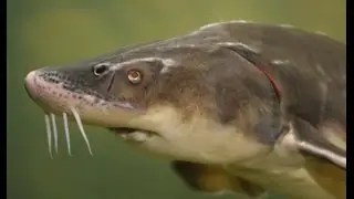 Осетр видео. Sturgeon video.