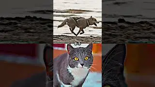 Dog vs Cat 