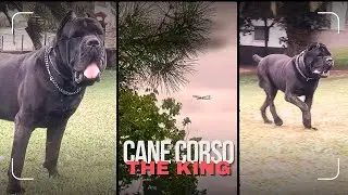 The King' s Smile!!! / CaneCorso
