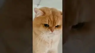 lagi minta makan