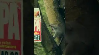 Thamarassery Churam plastics  #wayanad #kozhikode #sonyfx30 #monkey #babymonkey #animesong