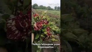 Роза Абракадабра  #розы #rose #цветы