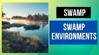 What is a swamp? How is a swamp formed? What are swamp environments?