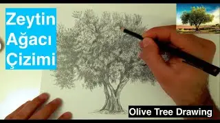 Zeytin ağacı Çizimi | Olive Tree Drawing