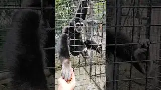 👋Гиббон Гоша☺️Звезда зоопарка Сказка #zoo #зоопарксказка #monkey #животные #animals #гиббон#обезьяна