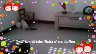 Lord Des Aristos Dolls et son Ballon - Ragdoll Des Aristos Dolls