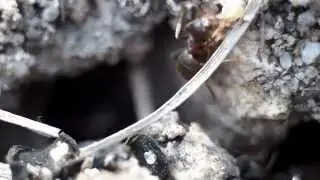 ants macro