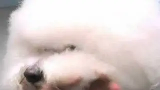 Super Styling Session Bichon Frise Grooming Tips