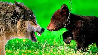 An orphaned bear cub called for help. But then the incredible happened!