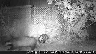 Wildlife visitors overnight 11-12 June