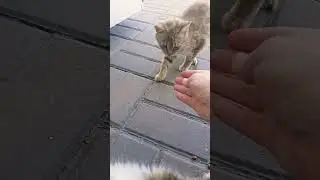 Дике кошеня,якій ми знайшли дім) #cat #cutecat #kitten #кошки