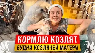 Milkmaid Carolina feeds kids