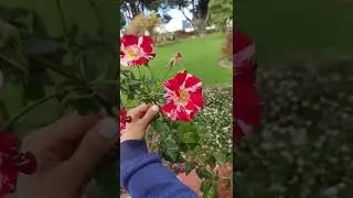 Fourth of July (Climbing) Rose