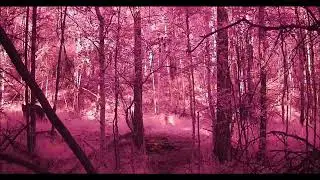 МЕДВЕДЬ МОЛОДОЙ ПАНТАЧИК И КОСУЛИ