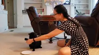 Rosie's Pawesome Cat Tricks (24 June 2020)