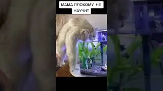 опять коты