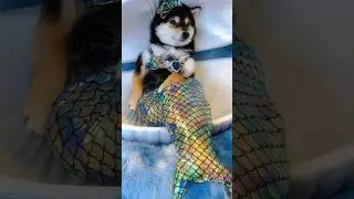 VIREI uma SEREIA 🧜‍♀️ 😱