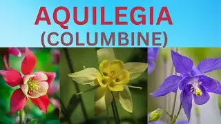 Aquilegia Flower | Columbine | All About Aquilegia | Information About Flowers