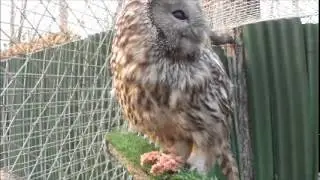 Сова ухает (длиннохвостая неясыть)