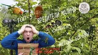 Top 5 Raspberry Pests! Which, When, and How to Control Them!