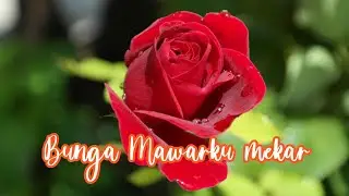 Bunga Mawarku Mekar || Lagu merdu suara hatiku