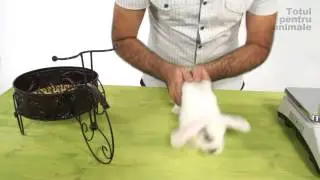 IEPURI- Cum tinem un iepure?