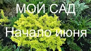 Сад в июне