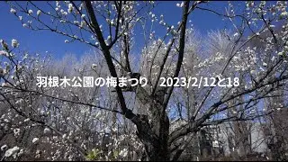 羽根木公園　せたがや梅まつり　2023年2月