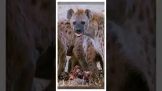 Hyenas and their tough matriarchy!