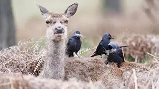 Jackdaws Gather Nest Material From Red Deer || WooGlobe