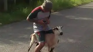 Acara potong kambing buat sahur pertama