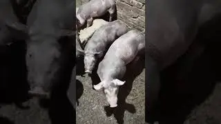 Хрячки на продажу породы пьетрен.