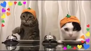 Miocuggino dà da mangiare ai gatti 😂😂😂