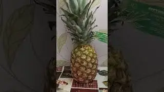 Ананас, но что с ним делать? #клавдиякорнева